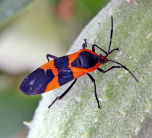 Large milkweed bug